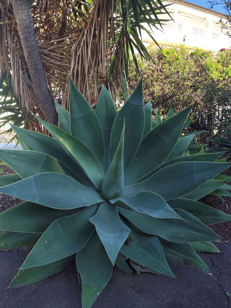 Agave attenuata growing in clumps with multiple offsets