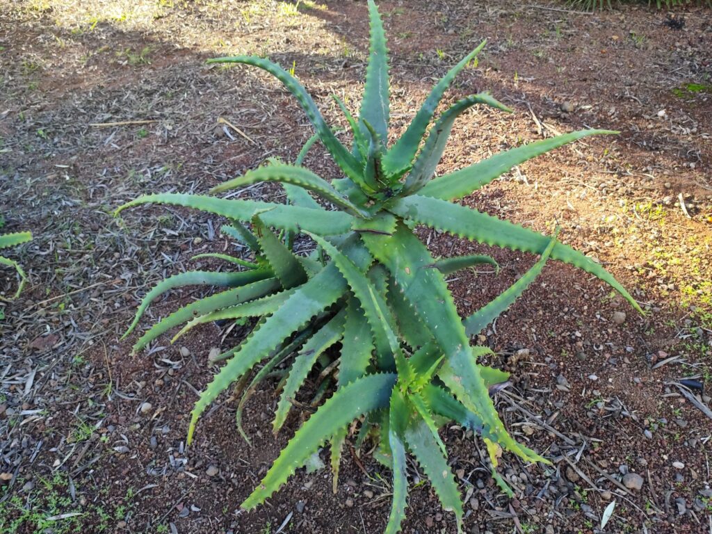Aloe arborescens showing thick fleshy leaves and branching growth habit