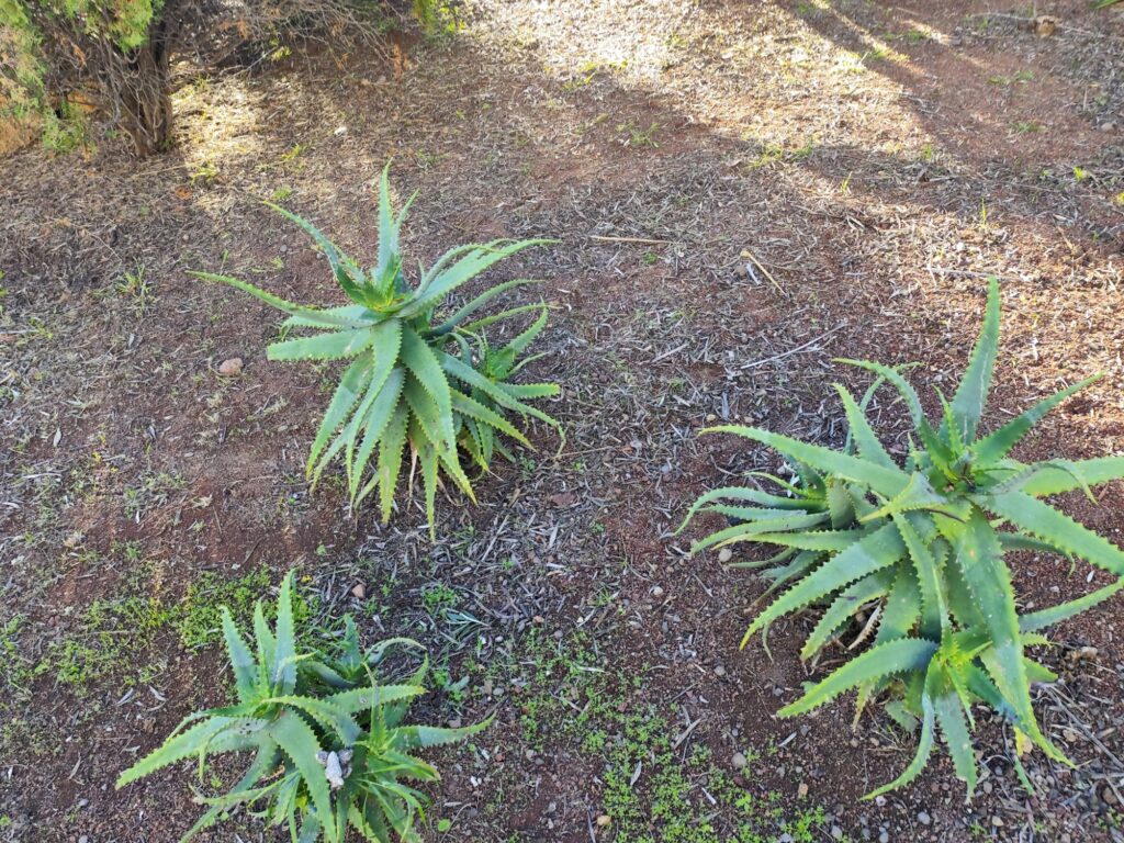 Aloe arborescens used as a low-maintenance ornamental plant in gardens
