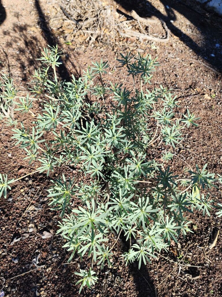 Tabaiba amarilla used in Tenerife landscaping and xeriscaping