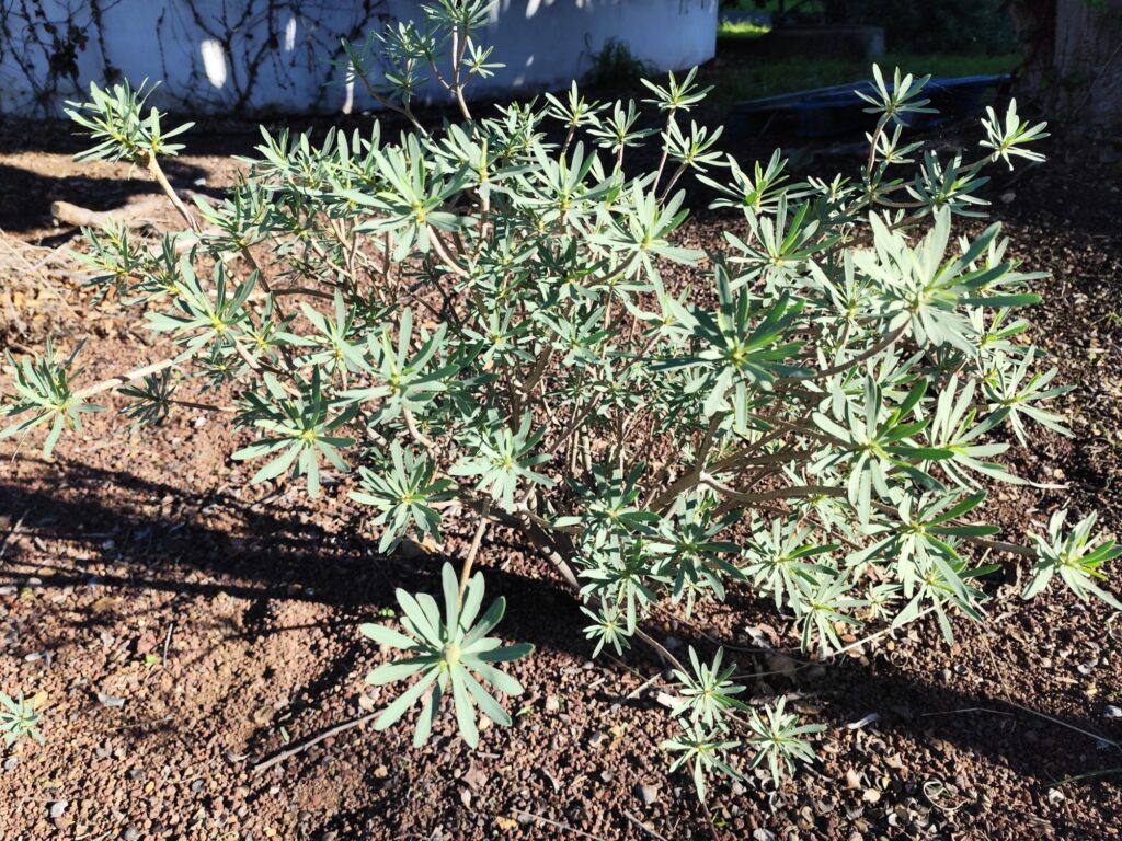 Tabaiba amarilla growing in dry volcanic soil with minimal water