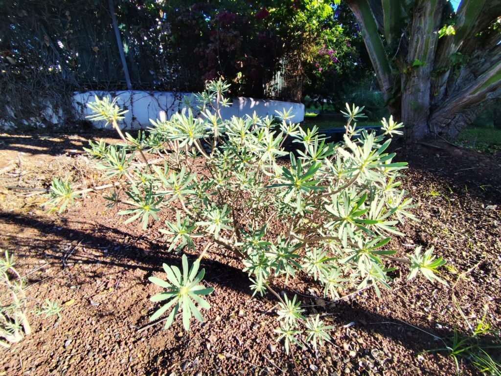 Close-up of Tabaiba amarilla showing yellow-green stems and leaves