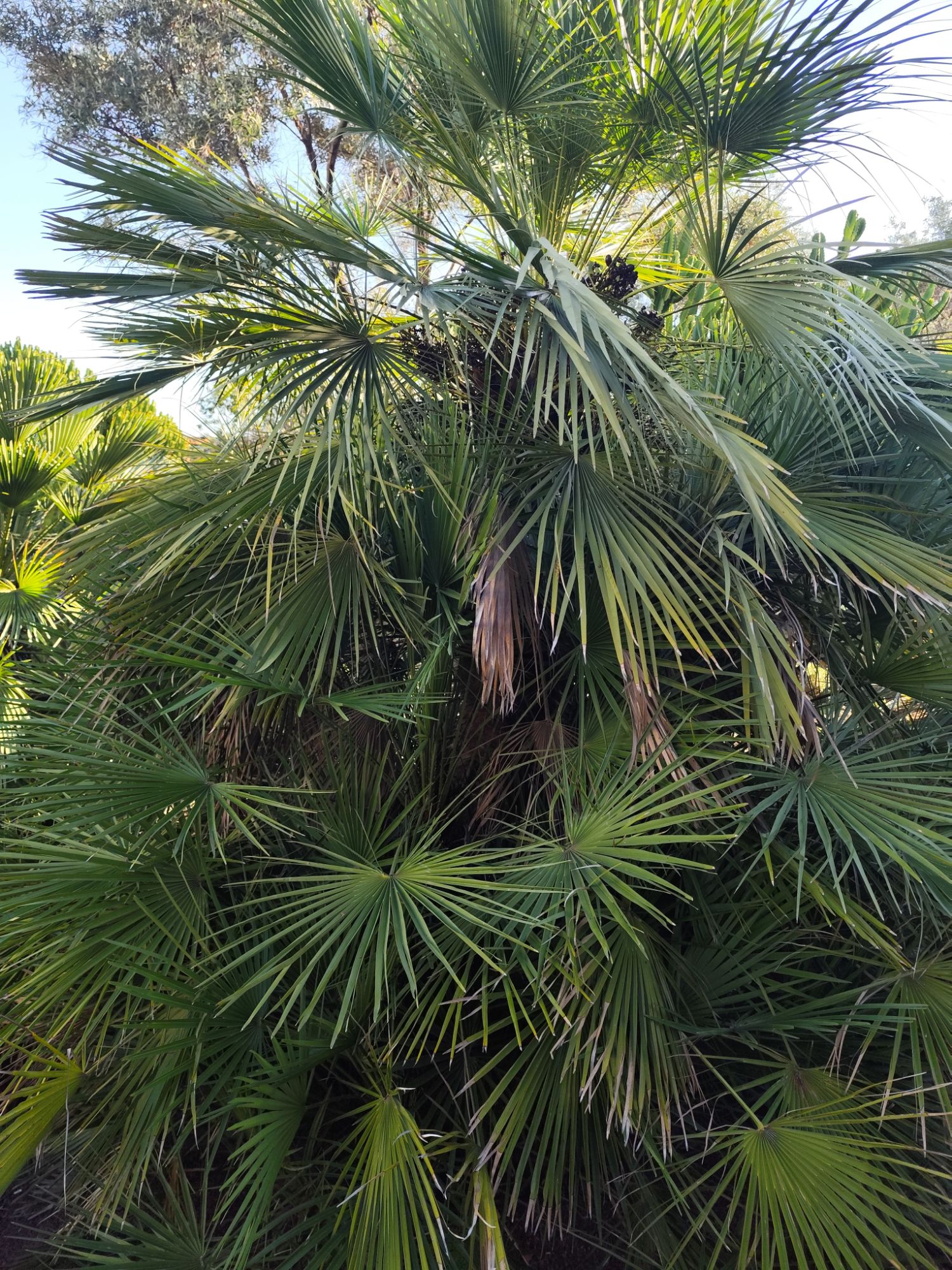 European Fan Palm (Chamaerops humilis) Guide