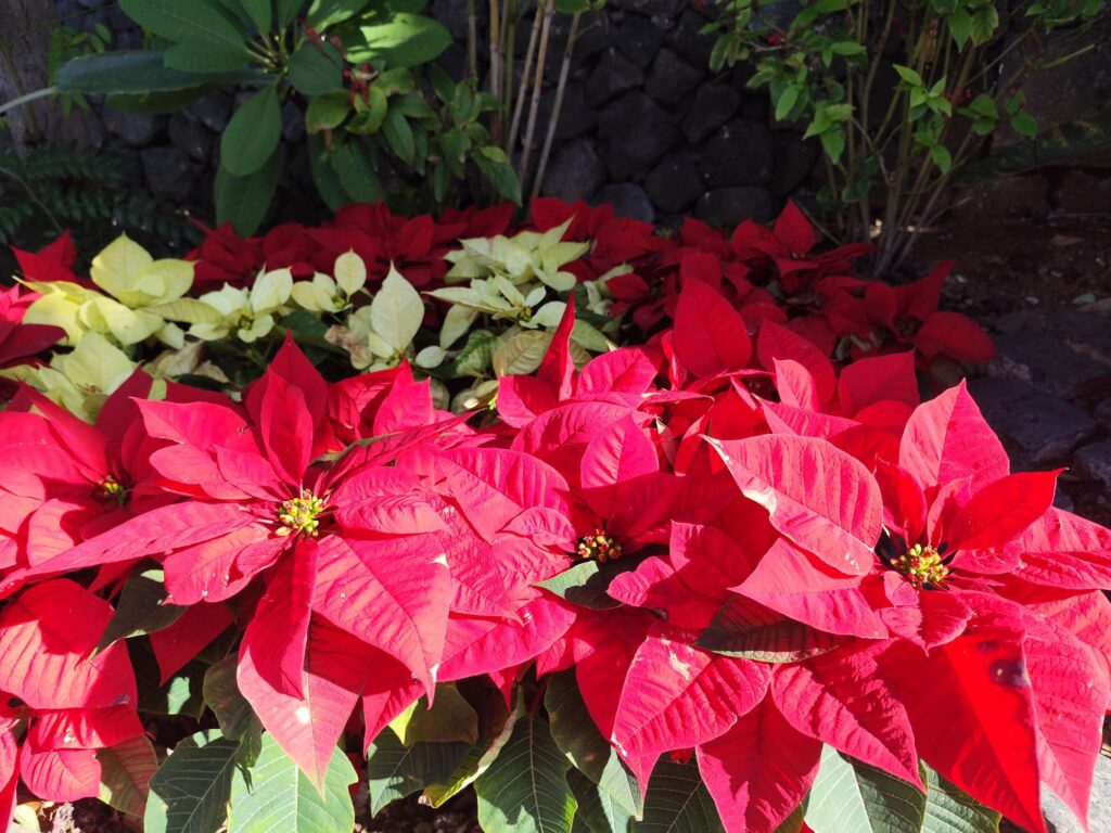 Mature poinsettia shrub showing controlled size and compact ornamental form