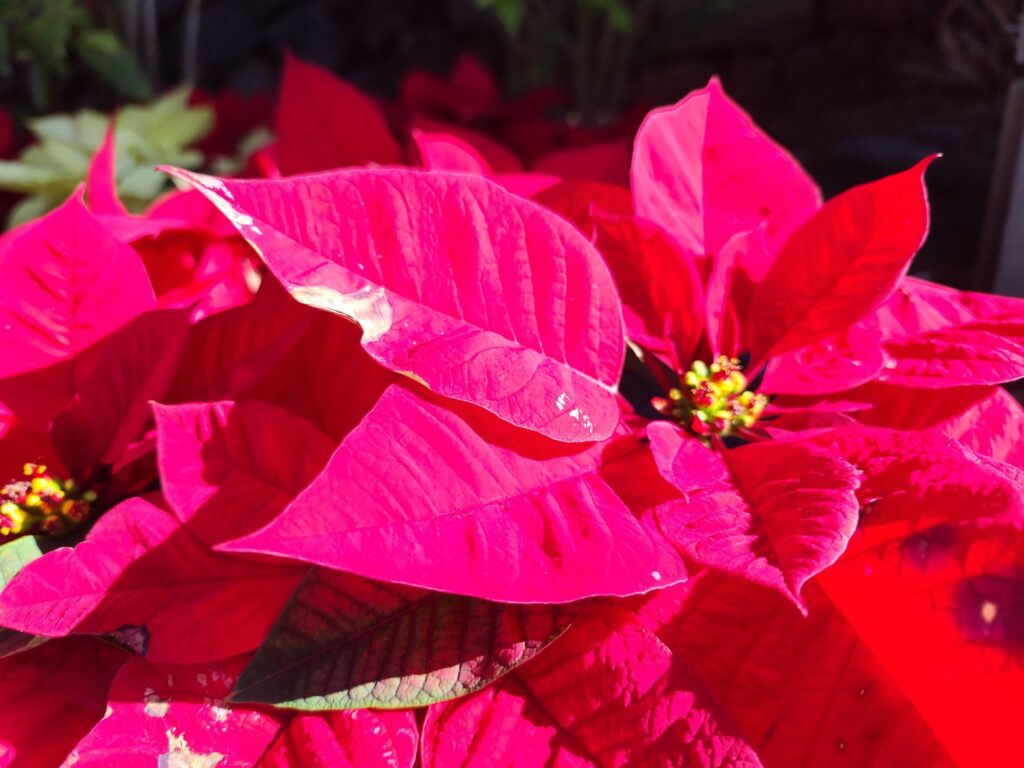 Decorative poinsettia plant displayed indoors as a seasonal ornamental feature