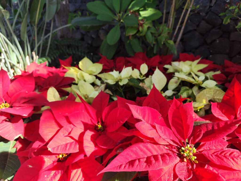 Poinsettia plants cultivated in pots showing healthy foliage and colorful bracts