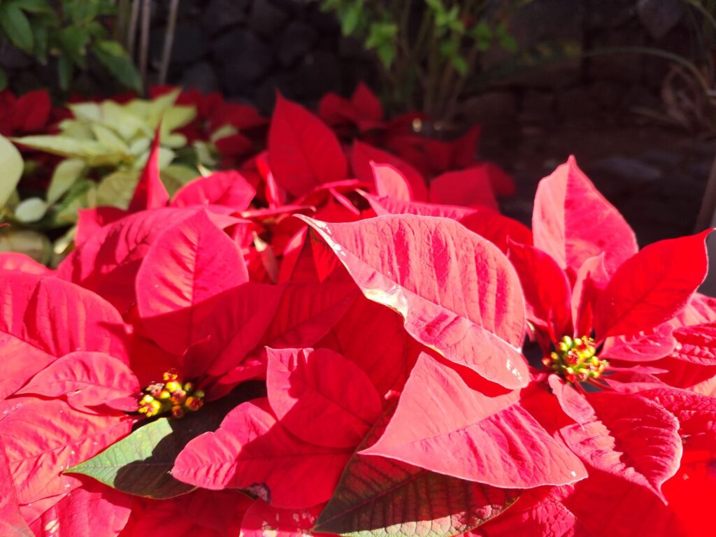 Poinsettia leaves showing stress symptoms caused by pests or environmental issues