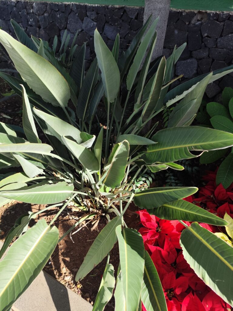 Close-up of Strelitzia leaves showing large leathery green foliage