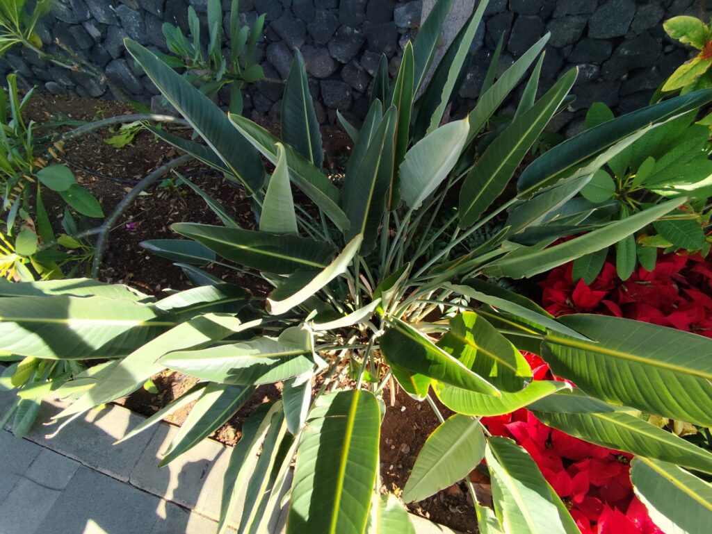 Strelitzia plant being watered with well-drained soil in an outdoor setting