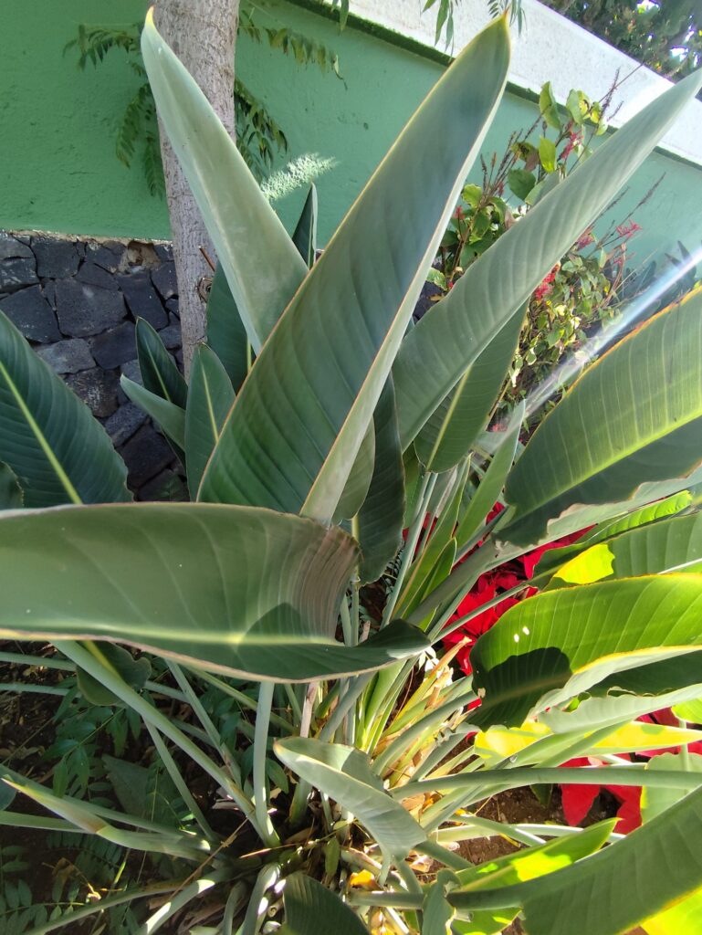 Propagation of Strelitzia by division of mature plant clumps