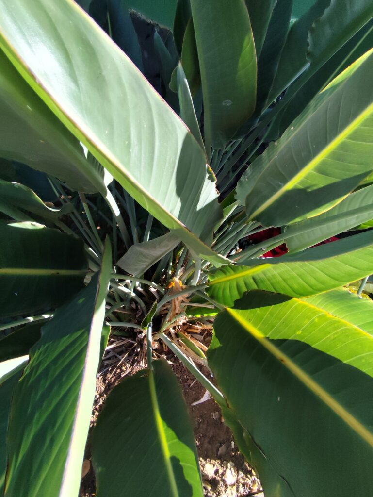 Strelitzia growing outdoors in a warm climate with stable temperatures