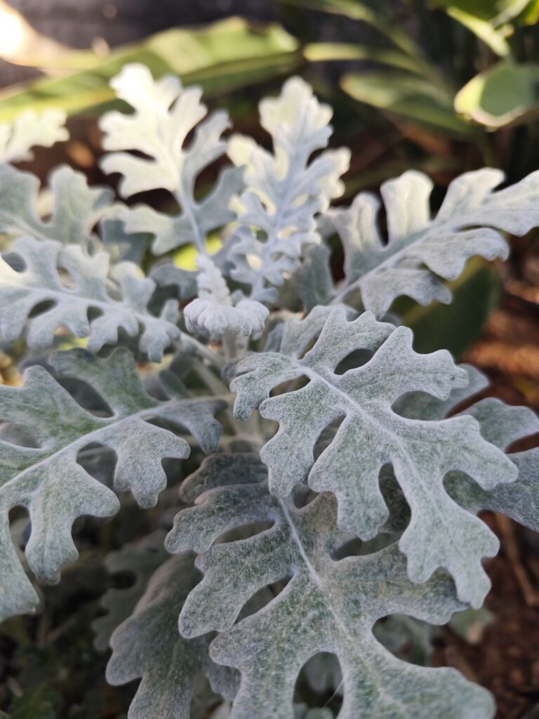 Jacobaea maritima plant with warning about potential toxicity if ingested