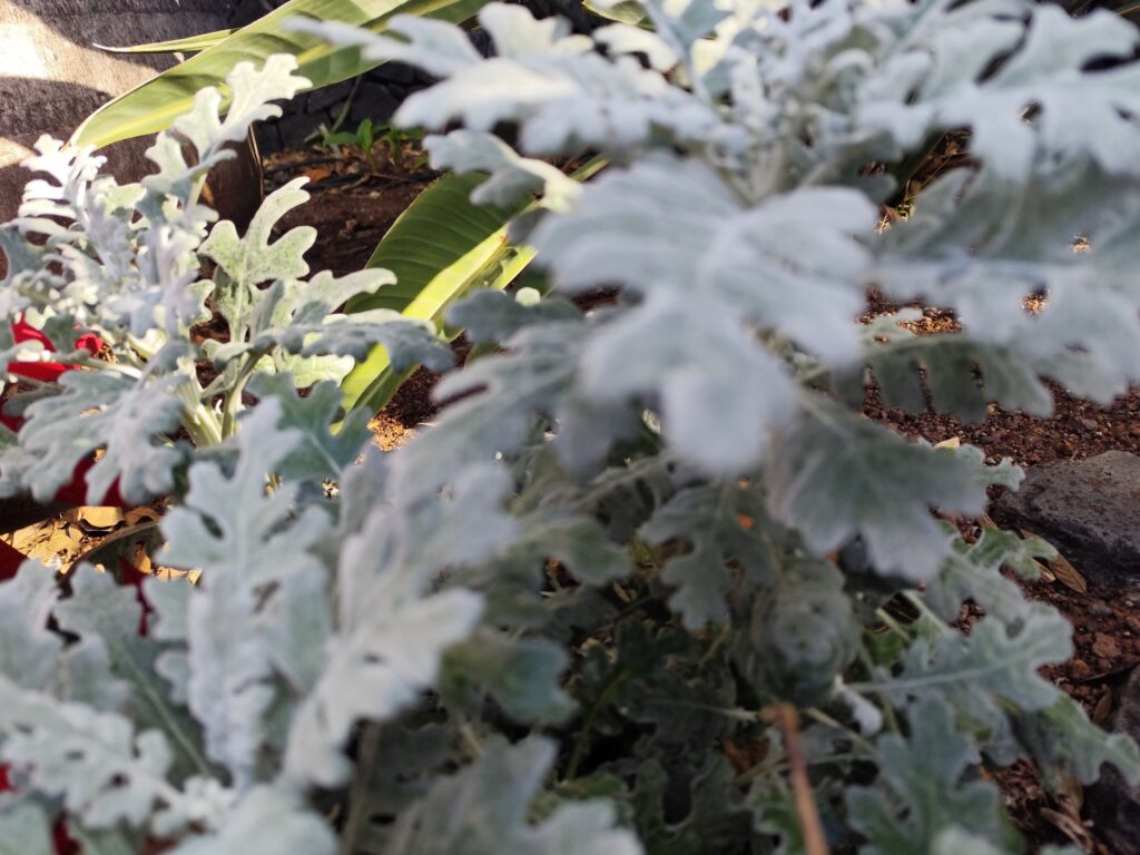 Jacobaea maritima thriving in a coastal climate with wind and sun exposure