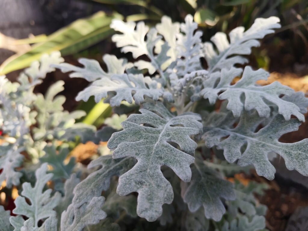 Jacobaea maritima growing in full sun with intense silver foliage coloration