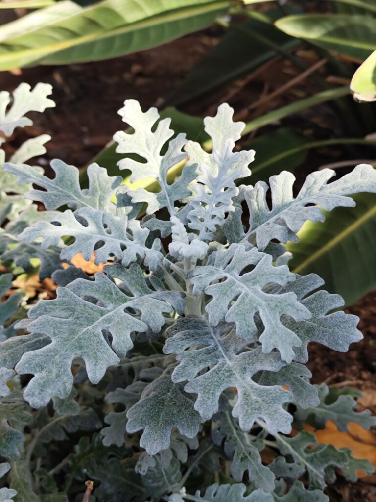 Close-up of Jacobaea maritima leaves showing lobed shape and silvery texture