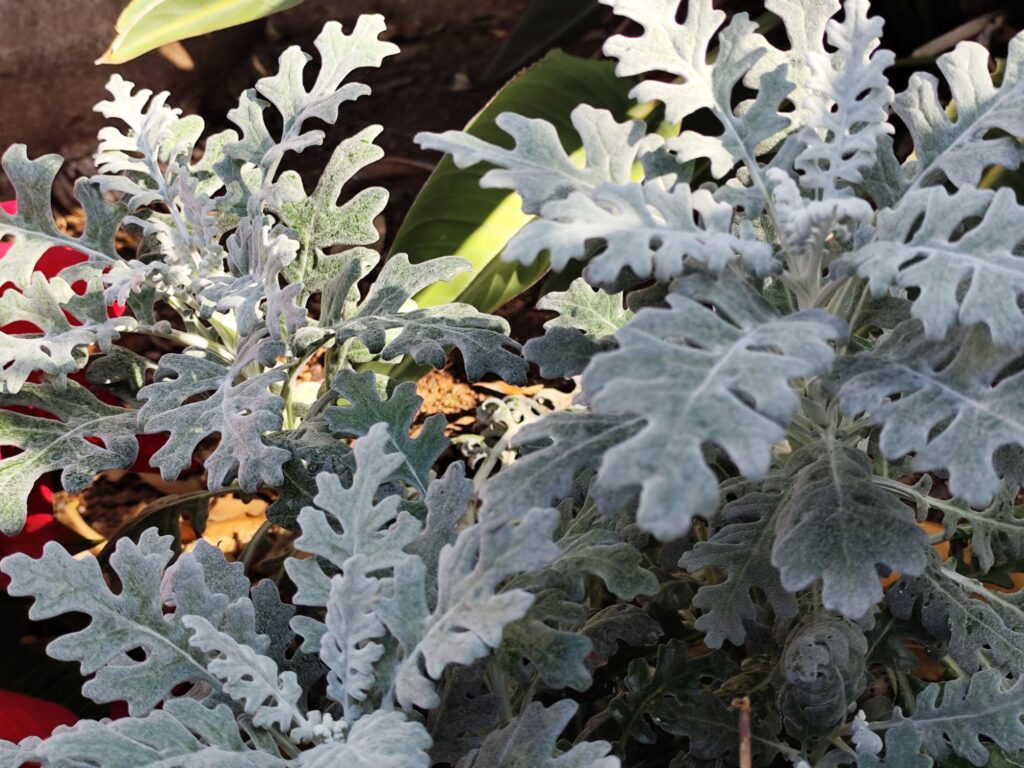 Jacobaea maritima used in landscape design for silver foliage contrast