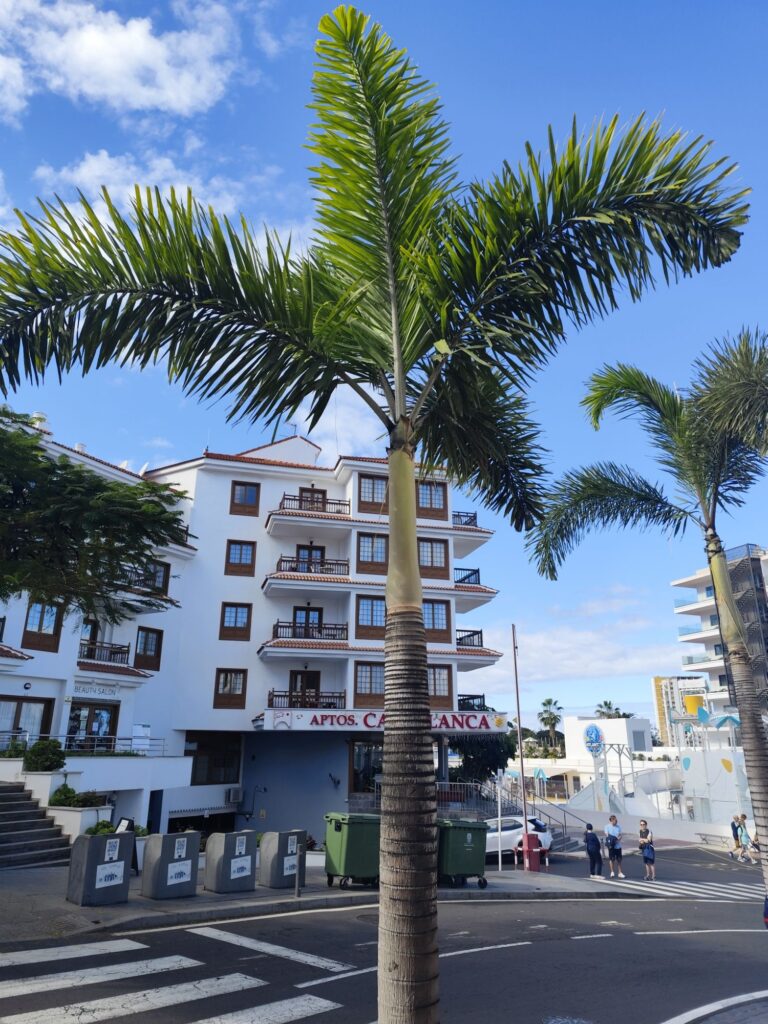 Royal palm growing in full sun with healthy green foliage