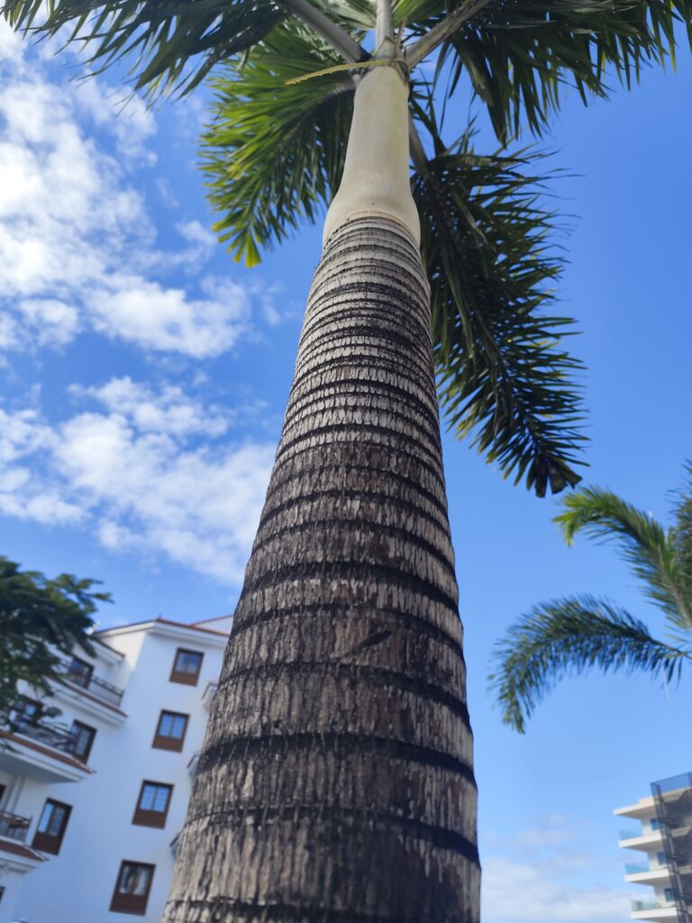 Royal palm root system spreading laterally near the soil surface
