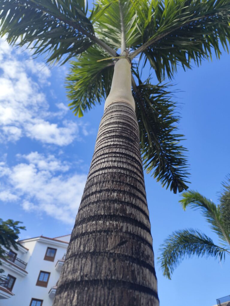 Pruned royal palm with clean trunk and removed dry leaves