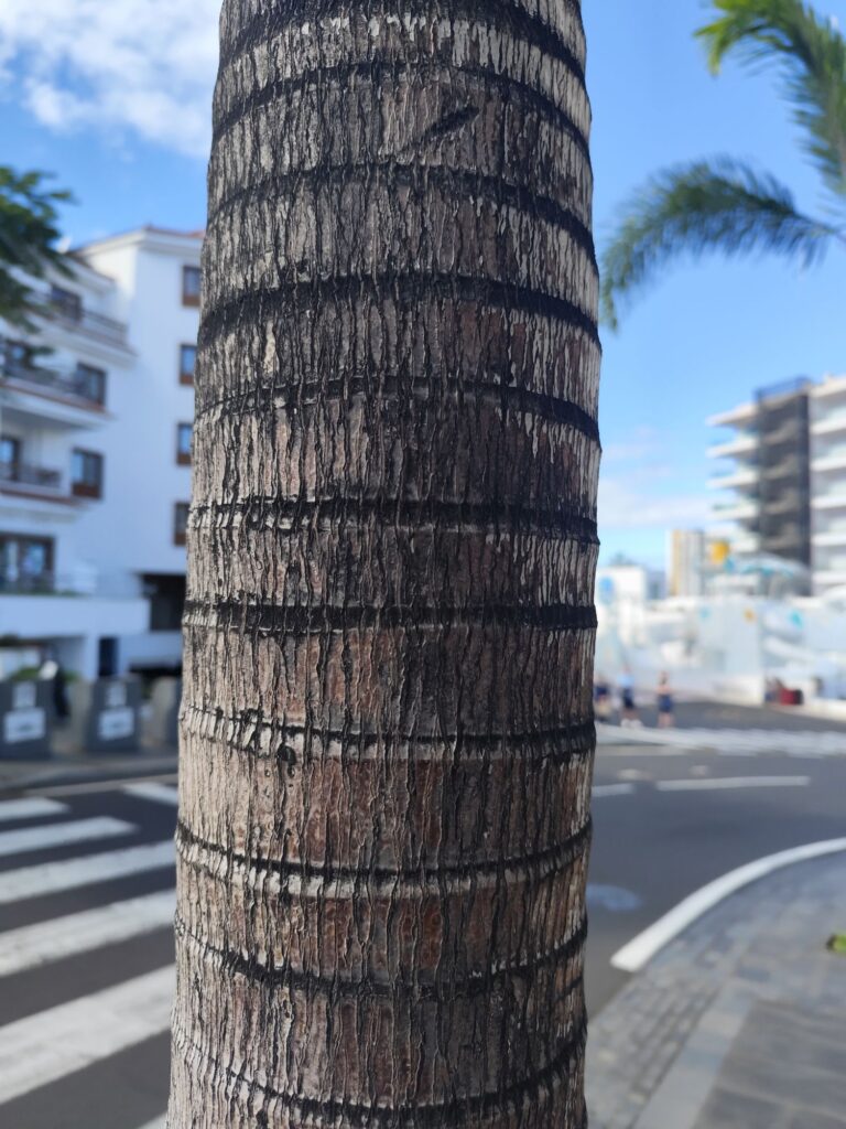 Royal palm flowers and developing fruits emerging between the leaves