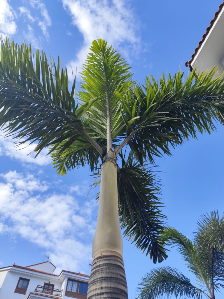 Smooth gray trunk and green crownshaft of a mature royal palm tree