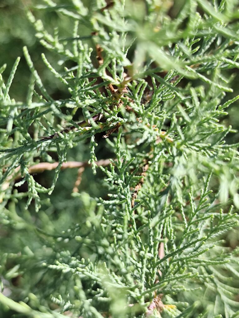 Mature tamarisk tree with airy crown and thin branches in a dry landscape