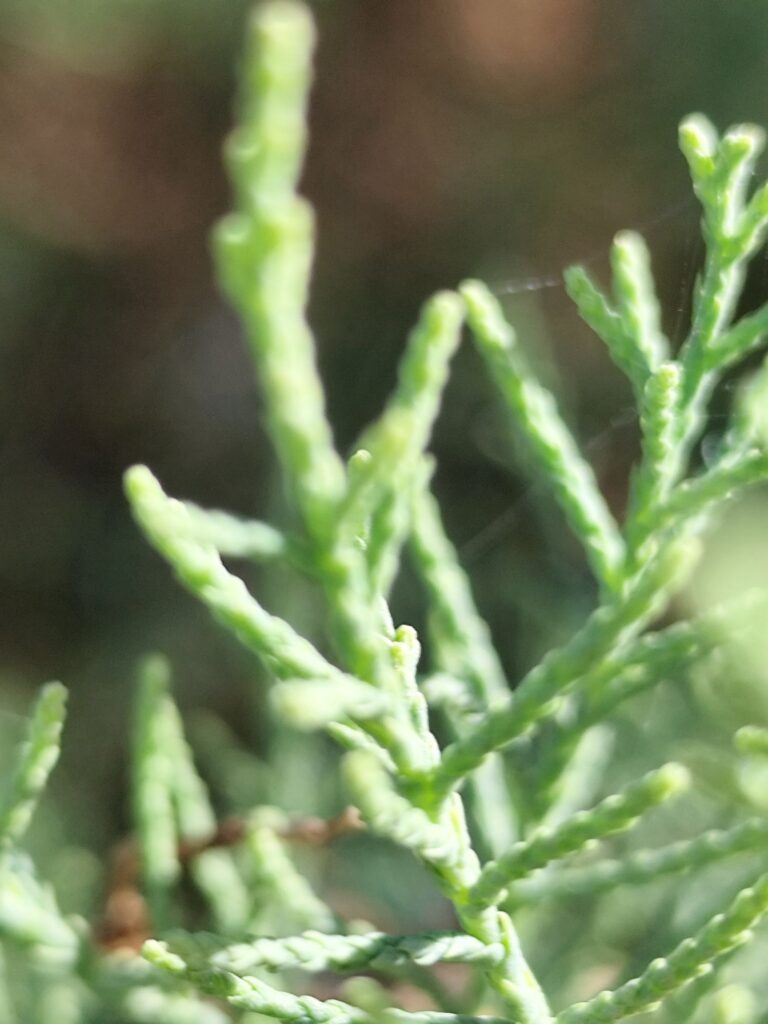 Tamarisk growing near the coast exposed to sea spray and strong winds