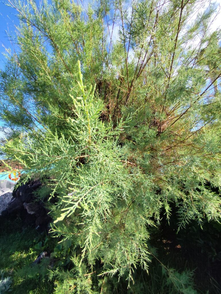 Young tamarisk plant established in dry soil showing drought tolerance