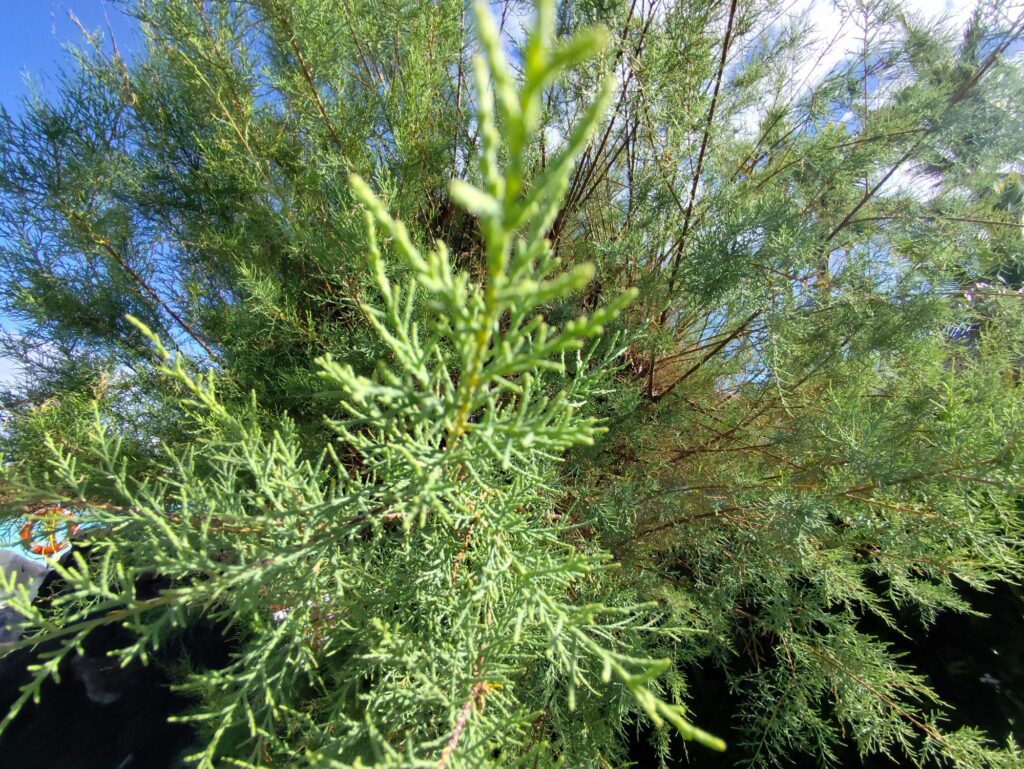 Tamarisk tree showing open crown structure and natural growth habit