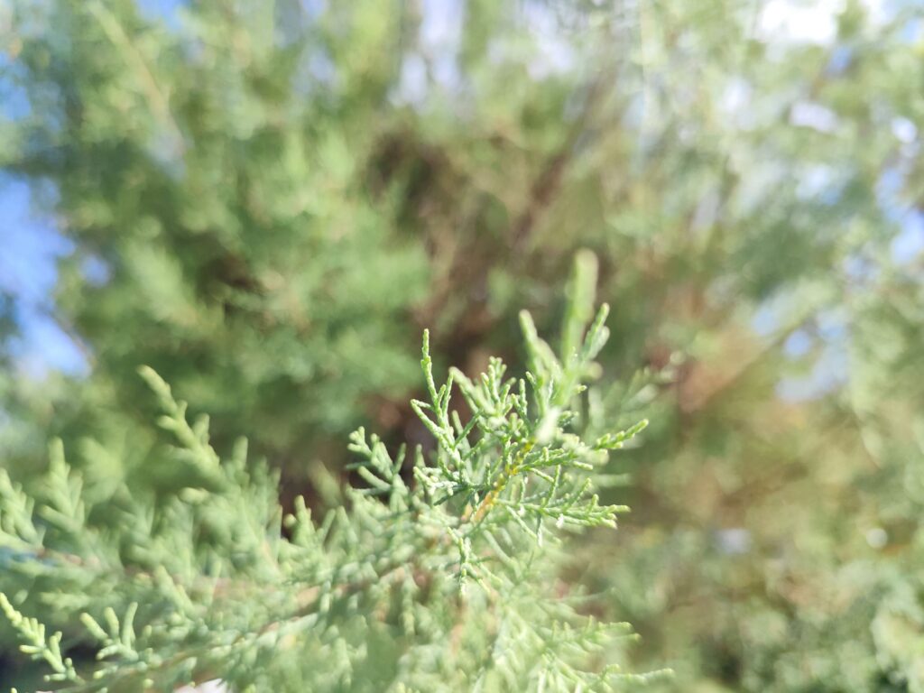 Propagation of tamarisk using woody cuttings in a nursery setting