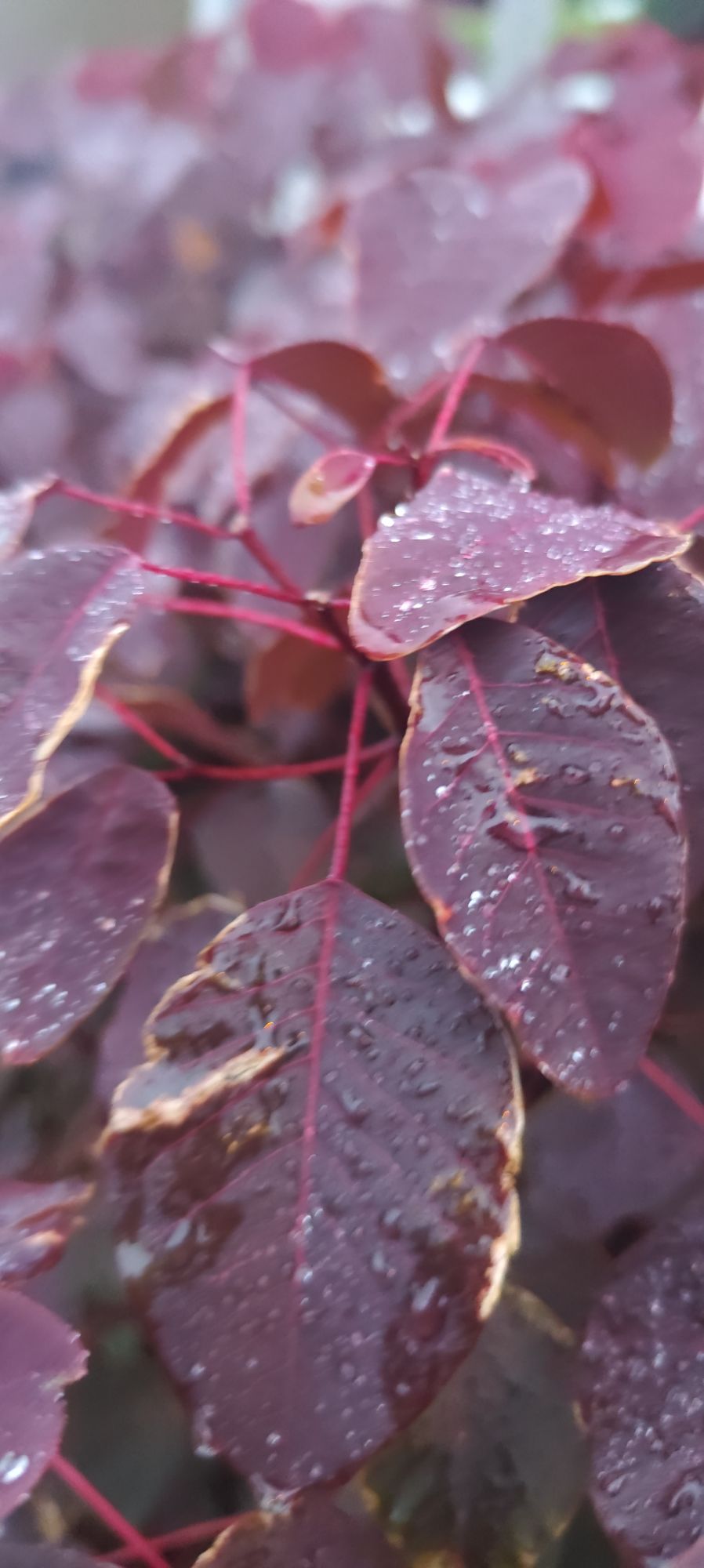 Euphorbia cotinifolia (Caribbean Copper Plant) - Planavera